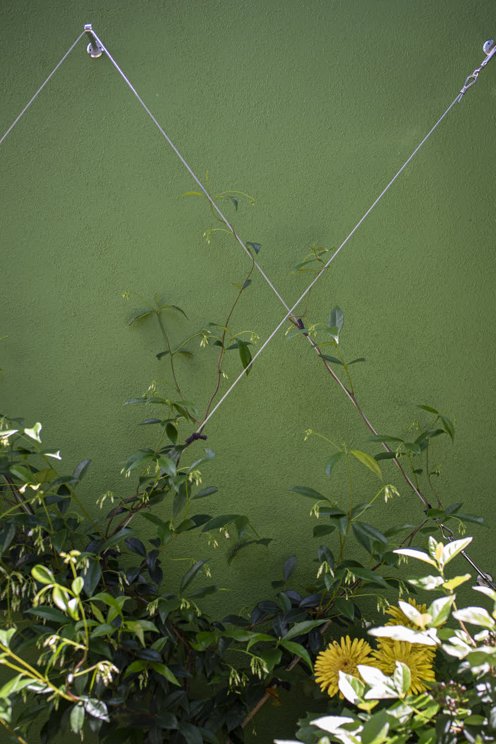 Star Jasmine climbing green wall trellis